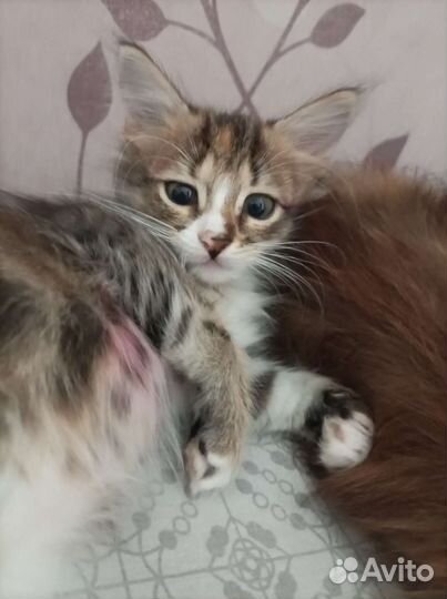 Котенок в добрые руки