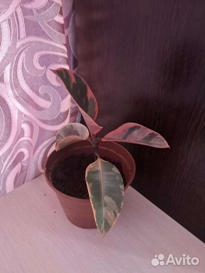 Фикус эластика белиз