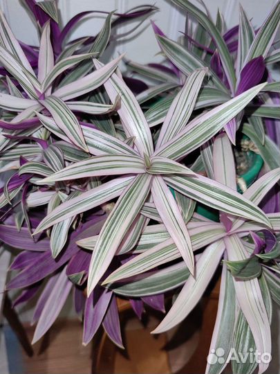 Традесканция Рео розовая