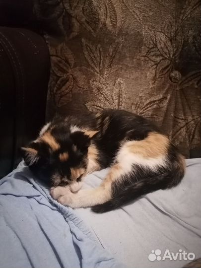 Отдам котят