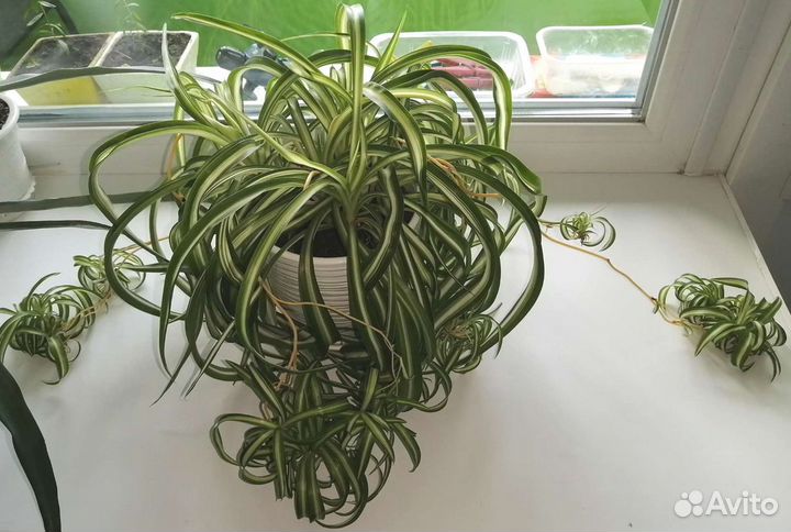 Хлорофитум кудрявый