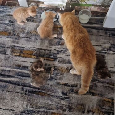 Картезианский котёнок