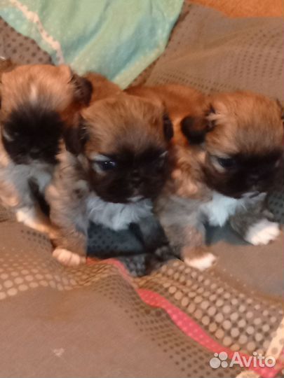 Щенки пекинеса