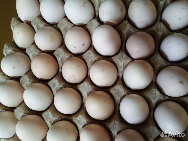 Домашние куриные яйца