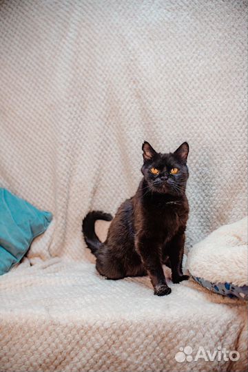 Челси ищет дом