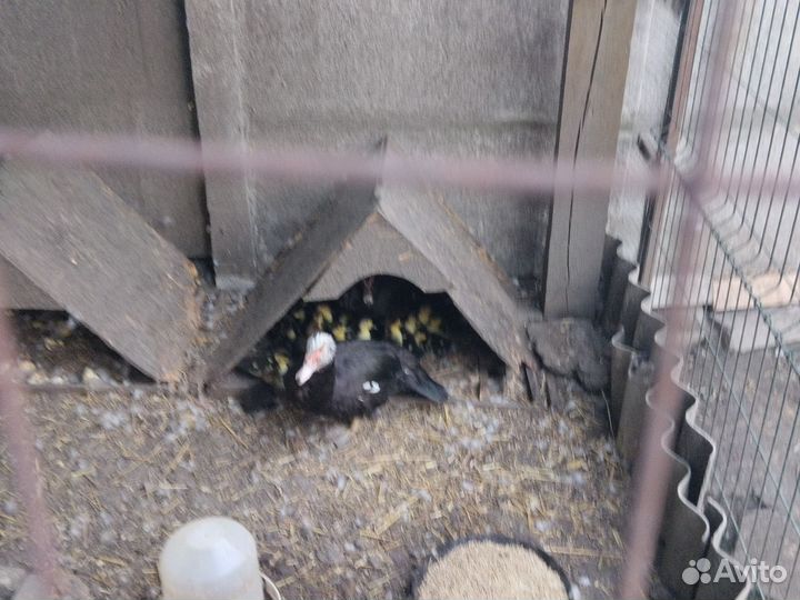 Утята индоутки