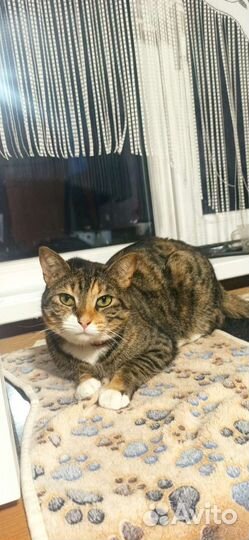 Отдам кошку в добрые руки