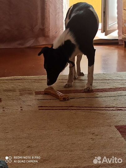 Фокстерьер