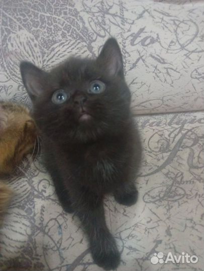 Котята в дар