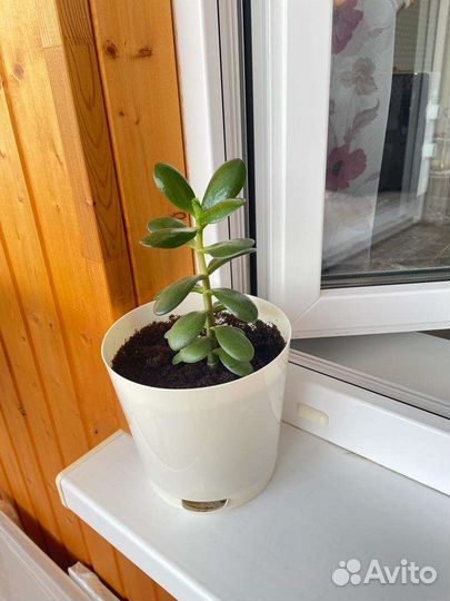 Толстянка, денежное дерево