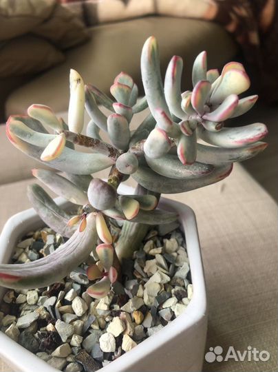 Cotyledon orbiculata cv variegated