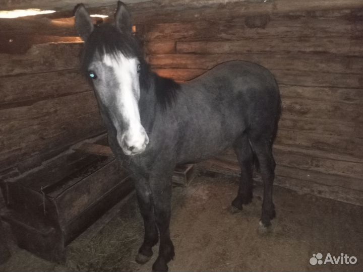 Годовалый Жеребенок