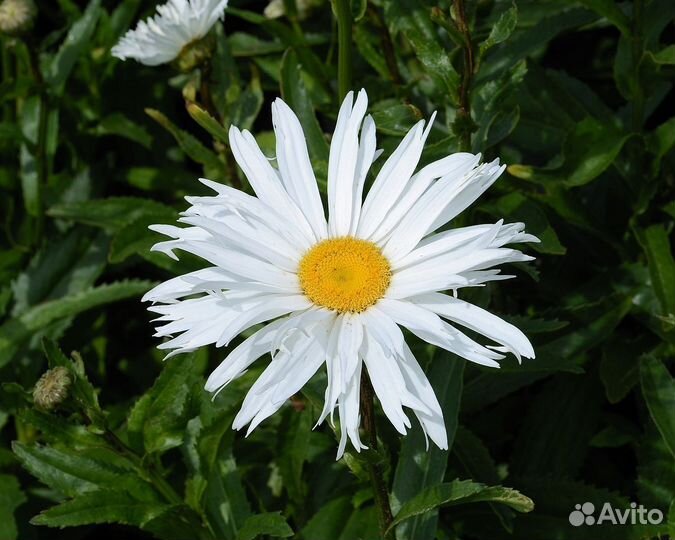 Ландыши садовые. Ромашка. Флоксы