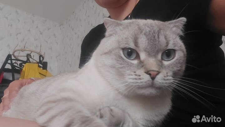Кот в дар