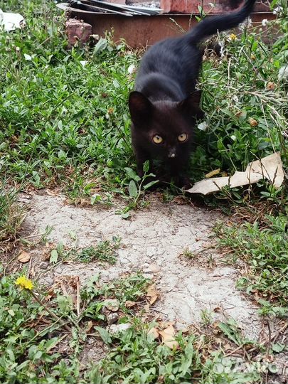 Отдам девочку Багиру