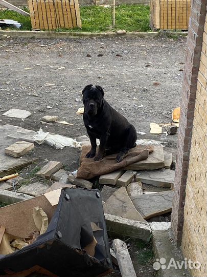 Собака кане корсо