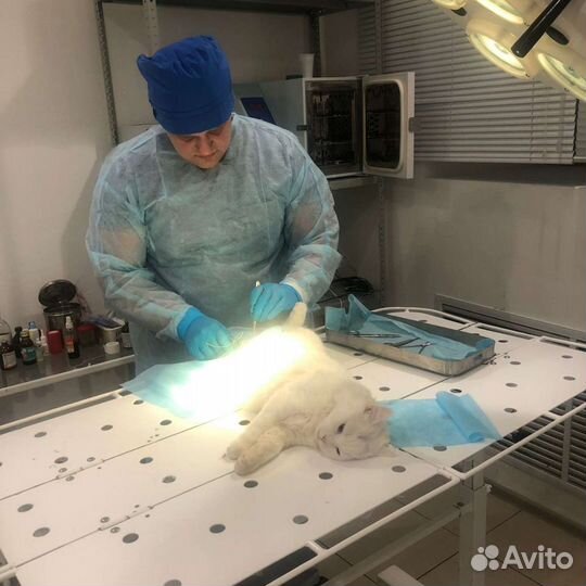 Ветеринарный врач на дом