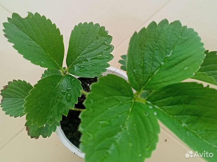 Клубника и Мелисса на рассаду