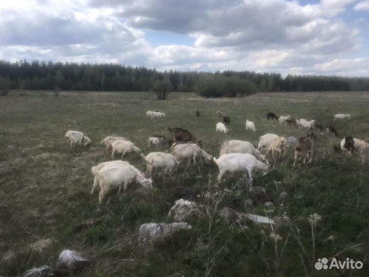 Козочки, козы