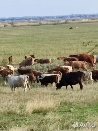 Коровы дойные молочные