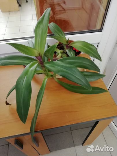 Комнатные цветы