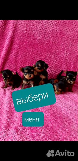 Йоркширский терьер