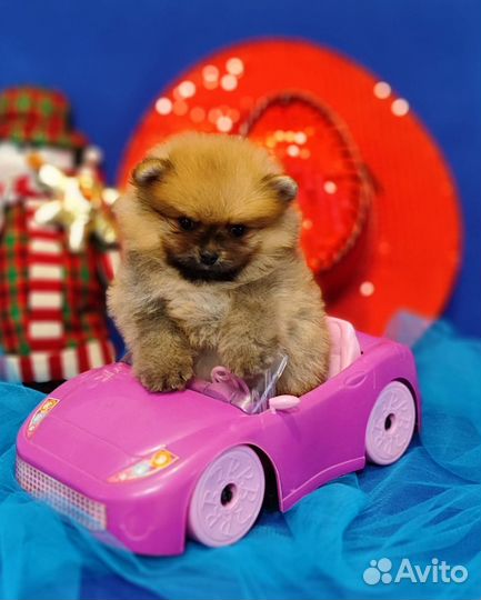 Щенки шпиц мальчики и девочки