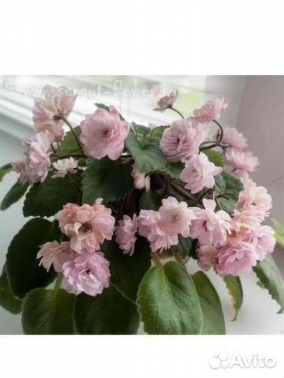 Набор деток фиалок 5 шт