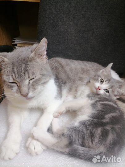 Котята в добрые руки