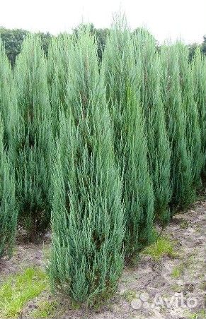 Саженцы хвойных растений