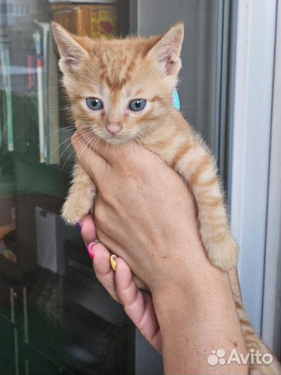 Отдам в добрые руки котят