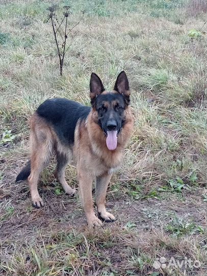 Немецкая овчарка вязка
