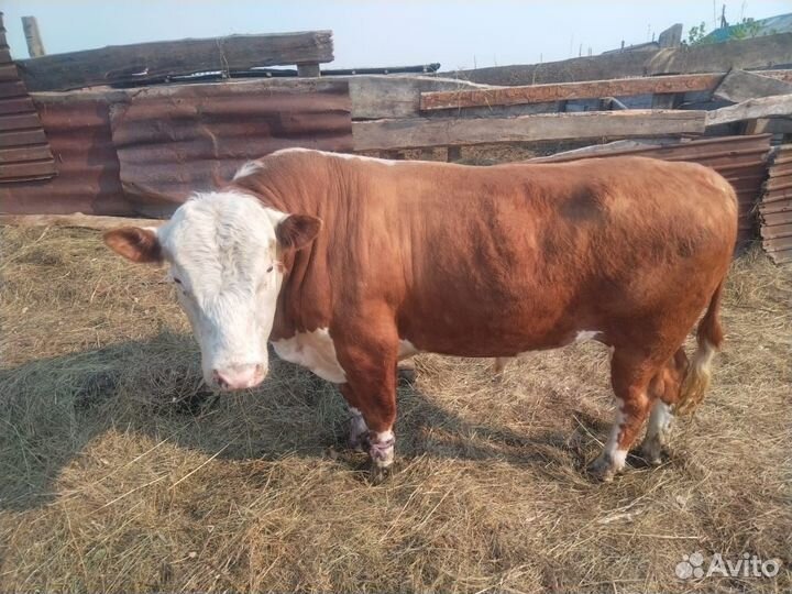 Продам быка,корову,и первотелок