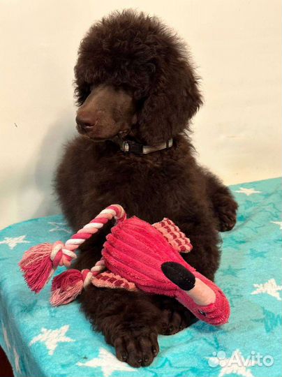 Большой пудель