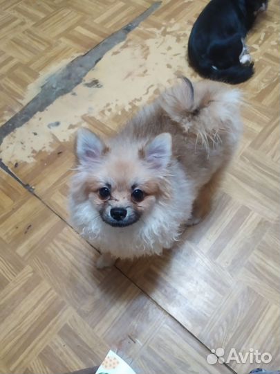 Шпиц мальчик