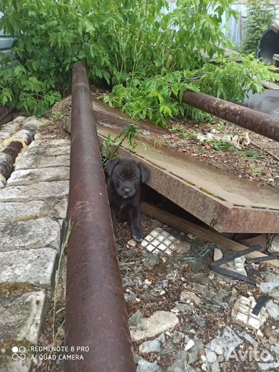 Щенок в добрые руки