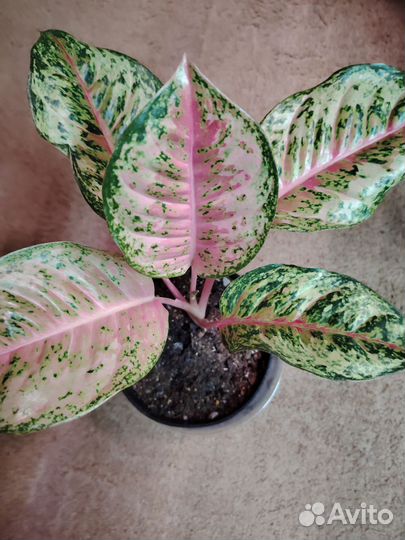 Аглаонема carnival queen