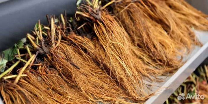 Саженцы клубники (фриго с европы) опт и розница