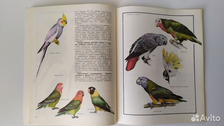 Книги домашние животные птицы рыбы аквариум кошки