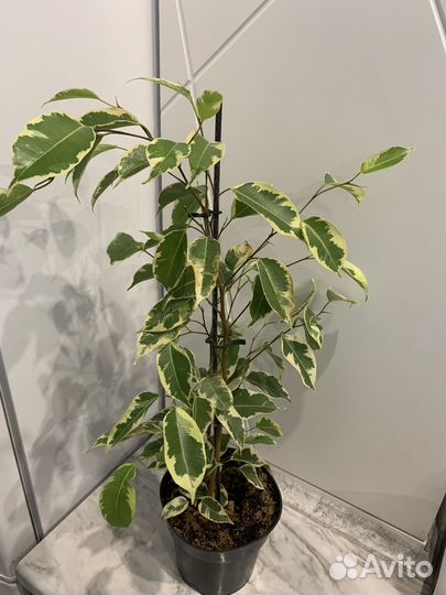 Сортовые фикусы