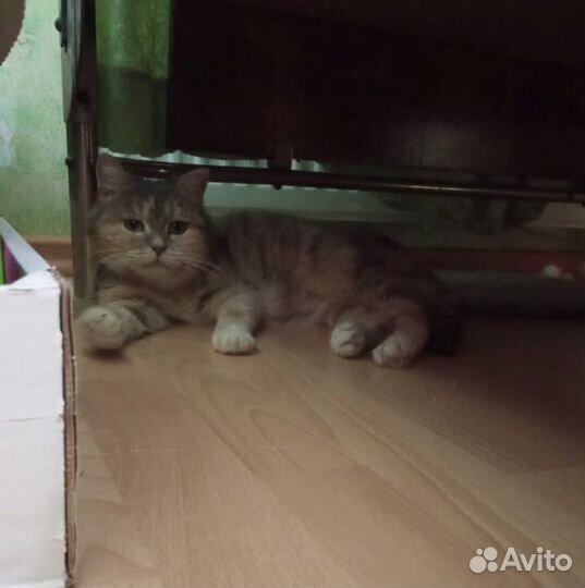 Кошка Пуша ищет дом