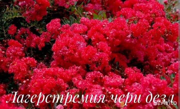 Лагерстремия индийская сирень