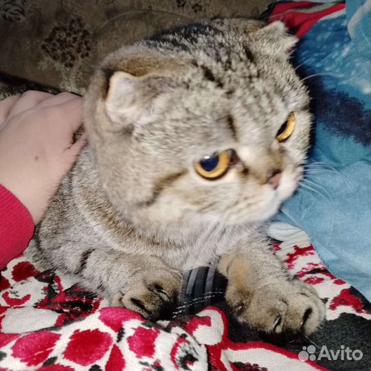 Шотланская вислоухая