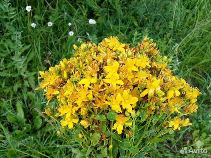 Пучек зверобоя