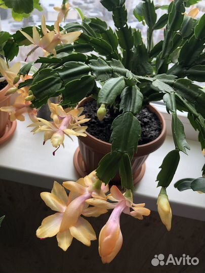 Декабристы сортовые