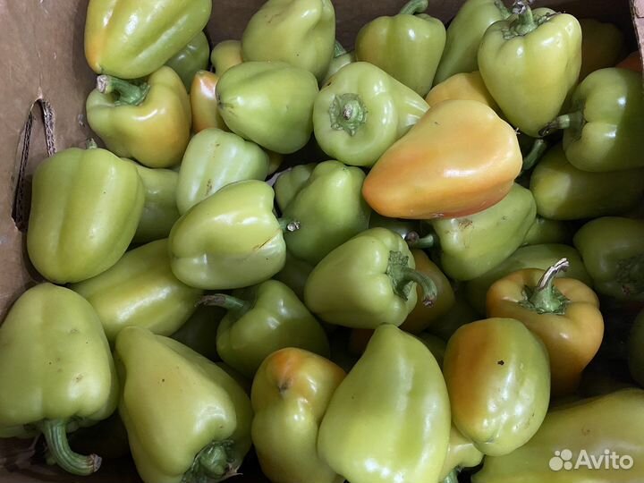 Перец сладкий