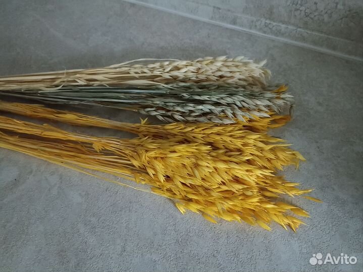 Овёс сухоцвет