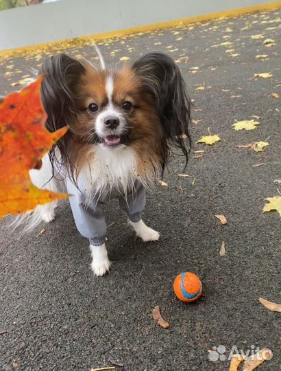 Фотосессия с собакой бабочкой (папийон)