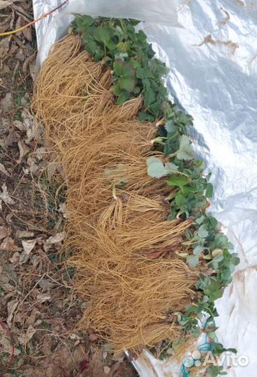 Саженцы клубники