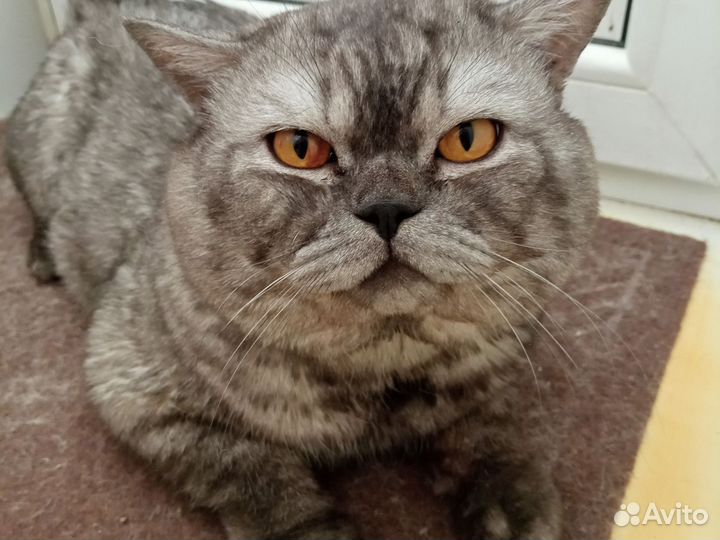 Шотландский кот для вязки